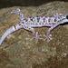 Phyllodactylus xanti - Photo Wikimedia Commons, δεν υπάρχουν γνωστοί περιορισμοί πνευματικών δικαιωμάτων (Κοινό Κτήμα)
