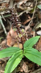 Crepidium koordersii