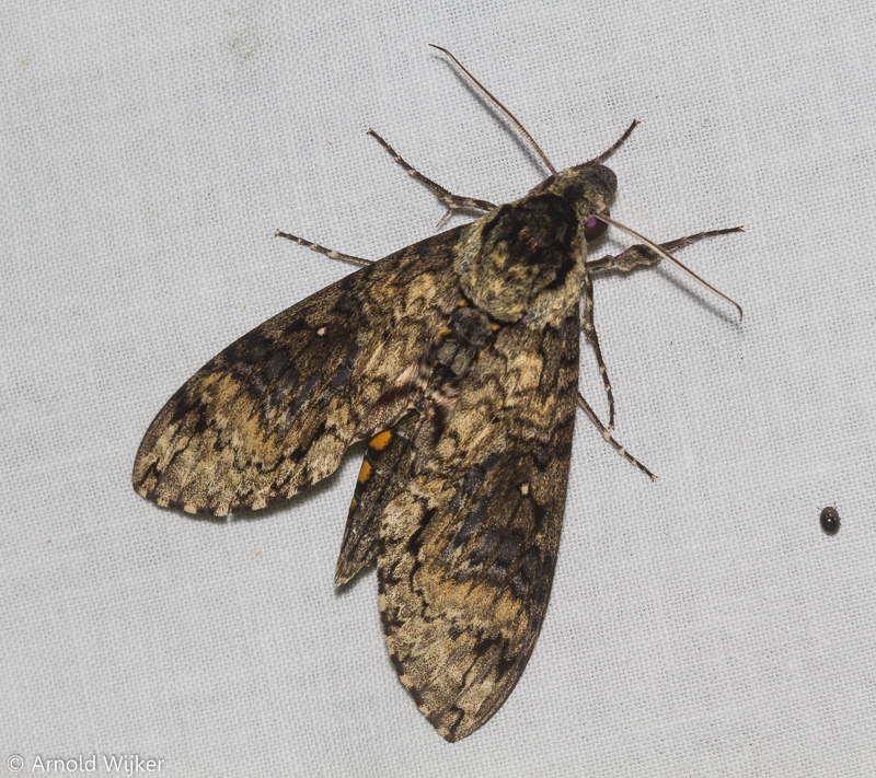 Manduca clarki