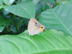 Satyrium formosanum