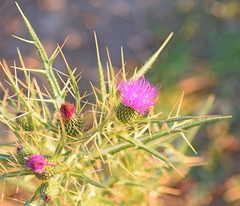Cirsium italicum