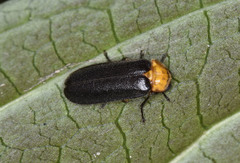 Abscondita cerata