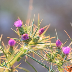 Cirsium italicum
