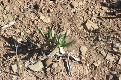 Carpobrotus quadrifidus