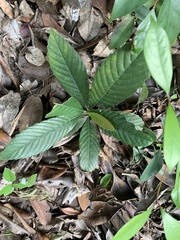 Psychotria asiatica