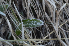 Symphyotrichum sericeum
