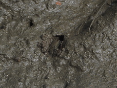 Parasesarma