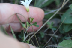 Oxalis livida