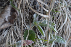 Symphyotrichum sericeum
