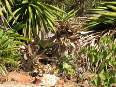 Aloe × schimperi