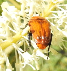 Leucocelis rubra