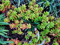 Sedum × rubrotinctum