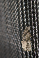 Callopistria guttulalis