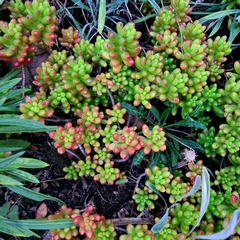 Sedum × rubrotinctum