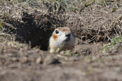 Spermophilus erythrogenys