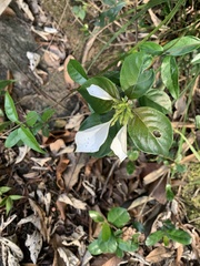 Mussaendeae