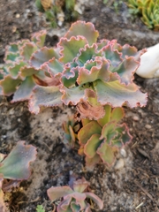 Gibbiflorae