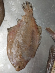 Citharichthys macrops