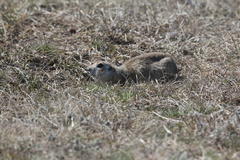 Spermophilus erythrogenys
