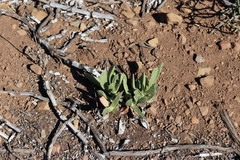 Carpobrotus quadrifidus