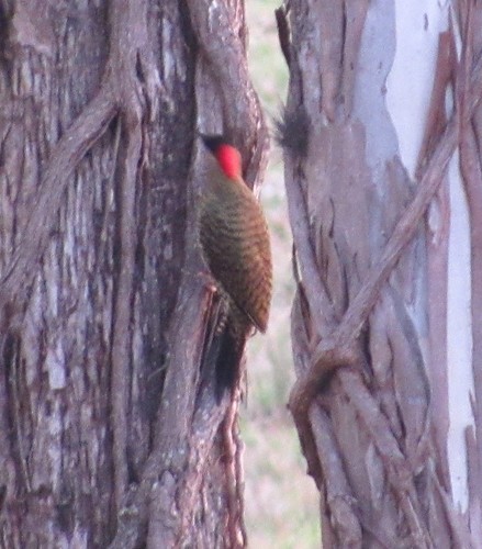 Colaptes melanochloros