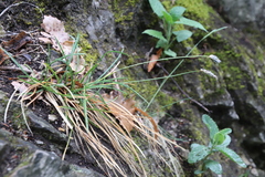 Sesleria albicans