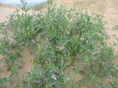 Vicia tsydenii