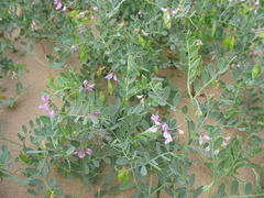 Vicia tsydenii