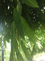 Magnoliopsida