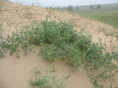 Vicia tsydenii