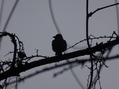 Turdus hortulorum