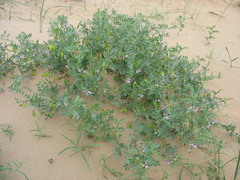 Vicia tsydenii