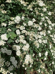 Spiraea cantoniensis