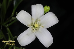 Triphasia trifolia