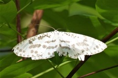 Abraxaphantes perampla