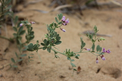 Vicia tsydenii