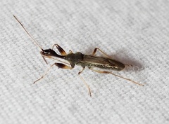 Myodocha serripes