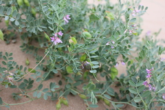 Vicia tsydenii