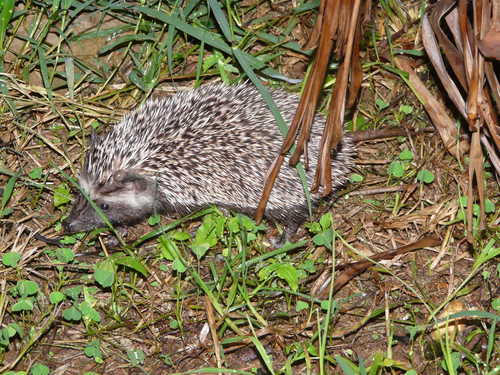 Southern African Hedgehog (Atelerix frontalis)