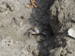 Parasesarma
