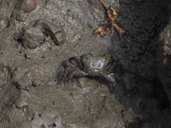 Parasesarma