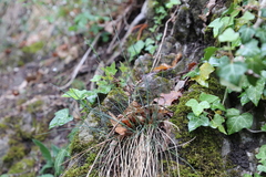 Festuca pallens