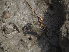 Parasesarma