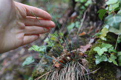 Festuca pallens