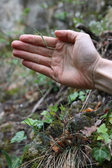 Festuca pallens