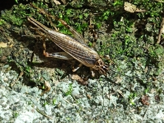 Parapentacentrus formosanus