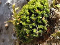 Ulota bruchii