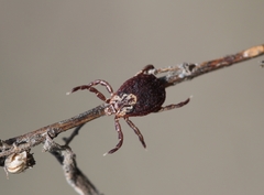 Dermacentor marginatus