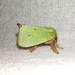 Green Rice Moth - Photo (c) Cheryl Stinchcomb, some rights reserved (CC BY), uploaded by Cheryl Stinchcomb