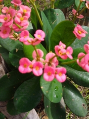 Euphorbia milii